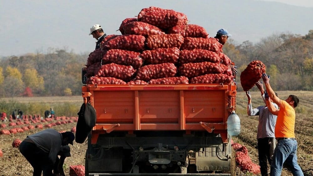 Минсельхоз: Темпы сбора урожая в КР значительно превысили прошлогодние показатели изображение публикации