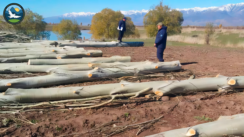 В Тюпском районе выявили незаконную вырубку деревьев – ущерб превысил 104 тысячи сомов изображение публикации